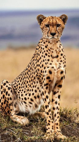Cheetah Rehabilitation Centre Baluleni Safari Lodge