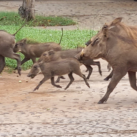 Entdecke die faszinierende Vielfalt der Wildtiere Afrikas bei einer aufregenden Safari-Tour.