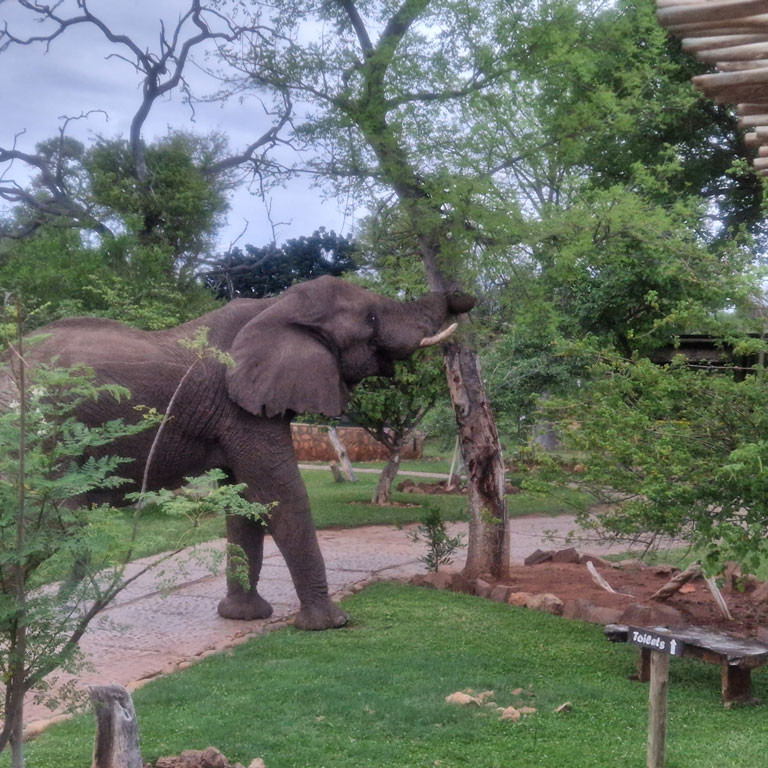 Lass dich von der Pracht der Tierwelt Südafrikas in unserer Safari Lodge begeistern.