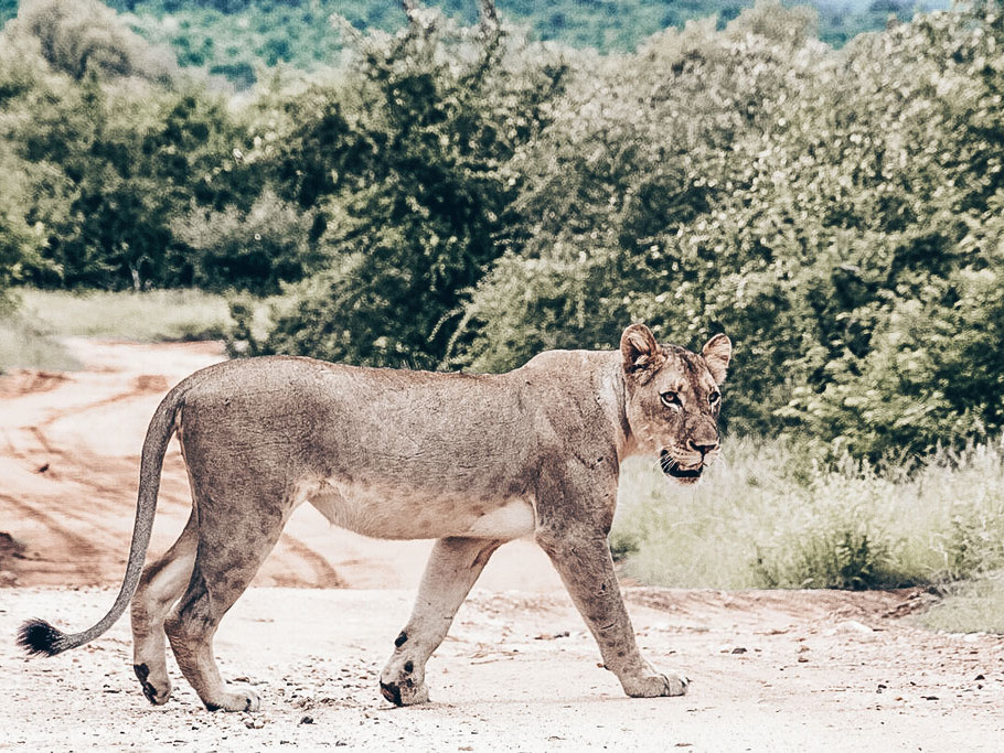 Genieße die herzliche Gastfreundschaft unserer Safari Lodge und erlebe wilde Tierbegegnungen.