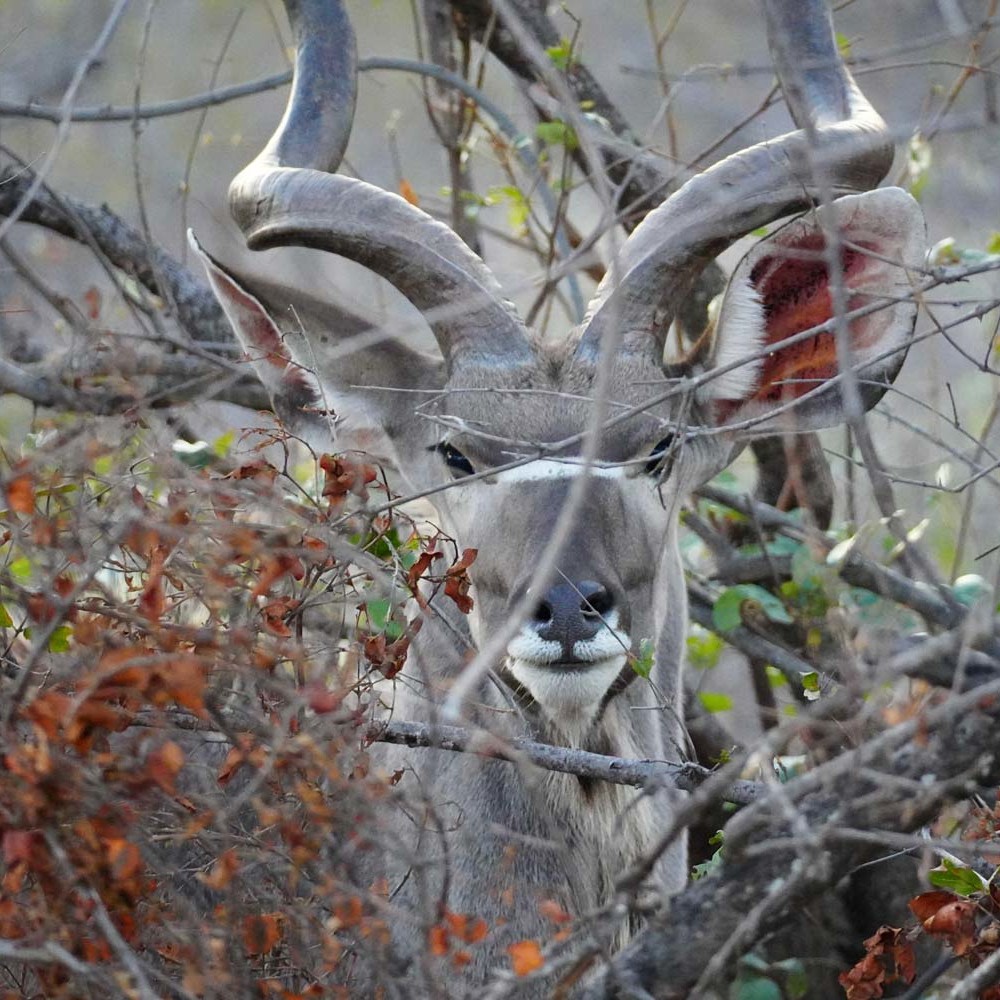 Wildlife-Encounters-South-Africa-Safari-Experience-Antilope